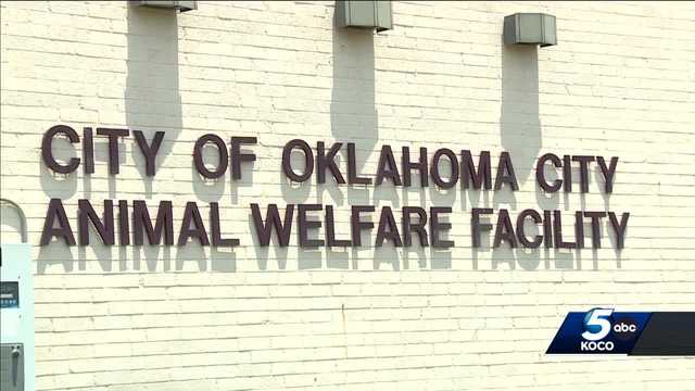 OKC Animal Welfare employee mauled by dog during shift - Vimarsana News
