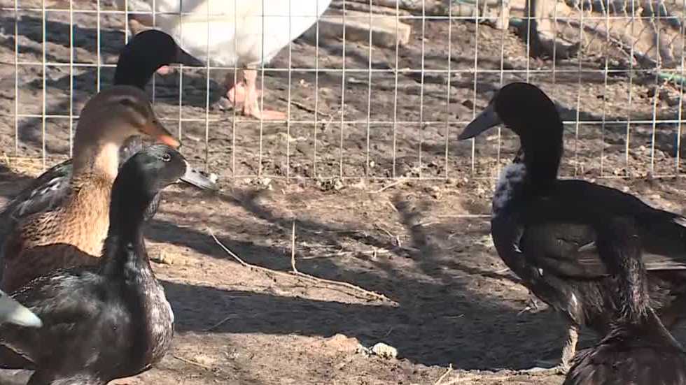 multiple-cases-of-bird-flu-detected-in-nebraska