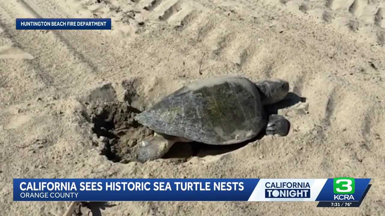 Sea turtles lay eggs on California beaches for the first time