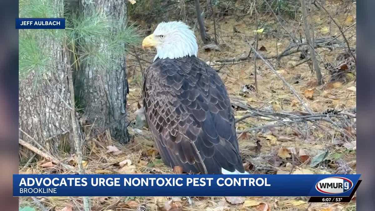 Bald eagle dies after eating poisoned rodent