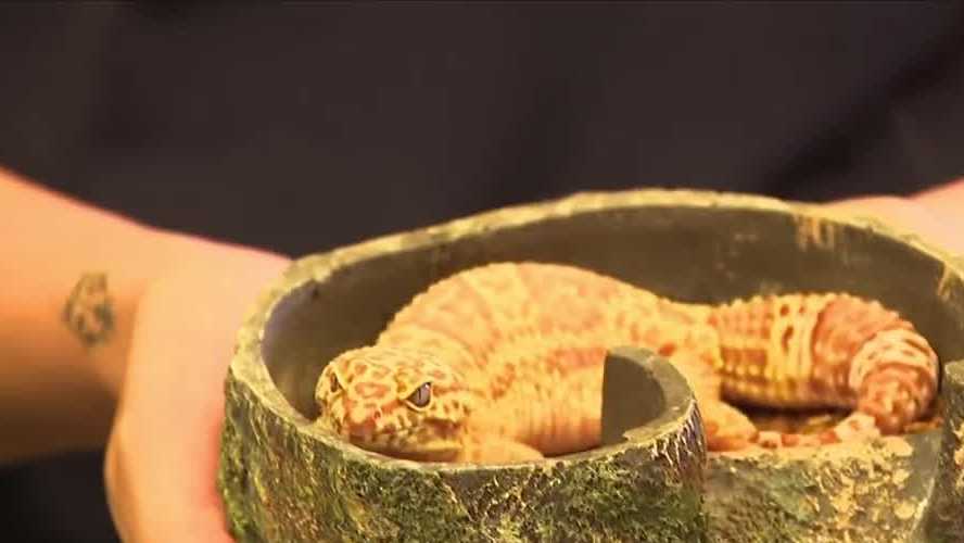 IMAGine That!: Learning more about the leopard gecko