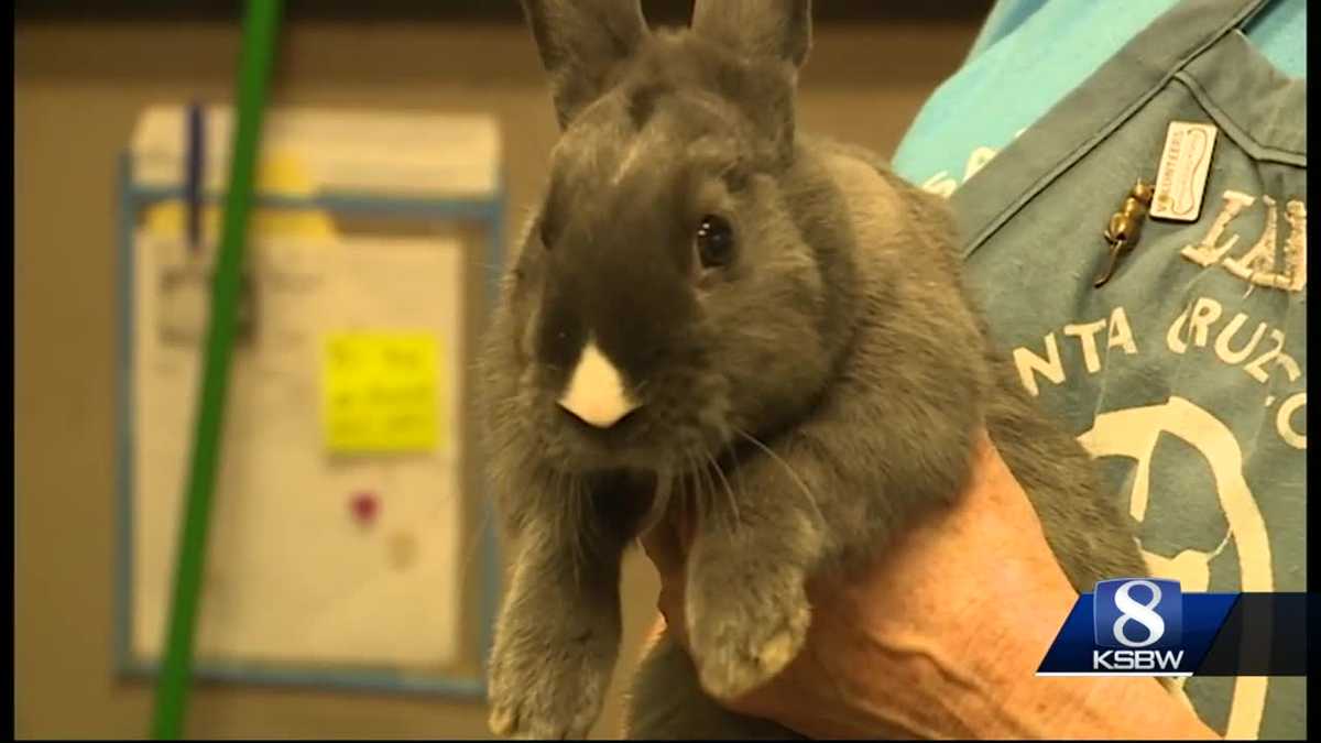 Santa Cruz Animal Shelter rescues 53 rabbits from homerun petting zoo