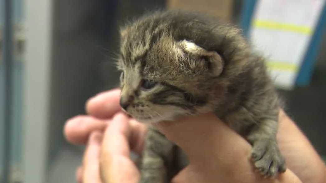 ARL says 19 seized animals left Marshall County with a $21,570 bill