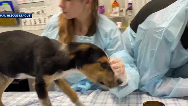 Puppies covered in ticks receive care at ARL of Iowa - Vimarsana News