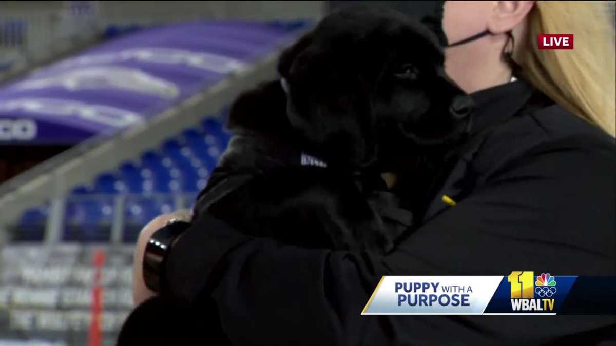 WBAL-TV's Puppy with a Purpose has a name!