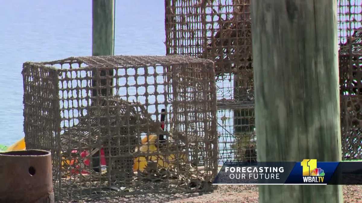 Watermen remove abandoned crab pots in effort to save population