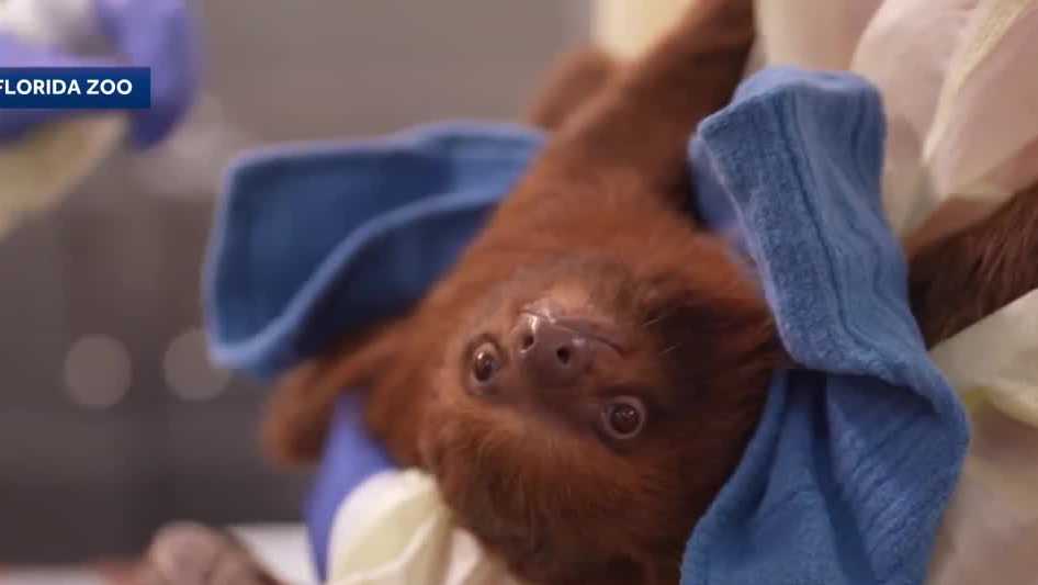 13 surviving sloths from Sloth World delivered to Central Florida Zoo in Sanford