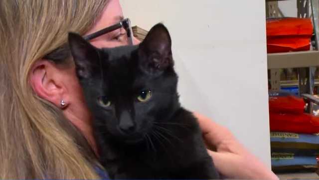 Delivery driver rescues cat dumped in Des Moines, Iowa - Vimarsana News