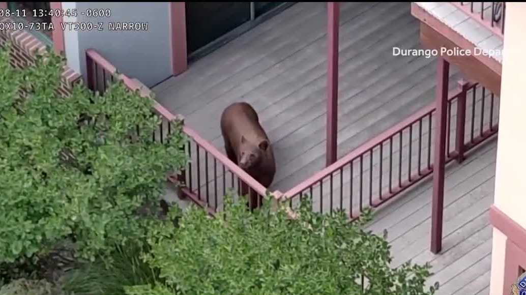Bear bites man walking dog in Cedar Crest as sightings spread across New Mexico