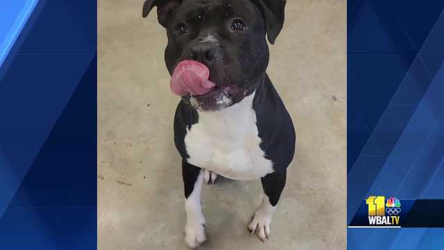 Adopt a pet at Harford County Humane Society - Vimarsana News