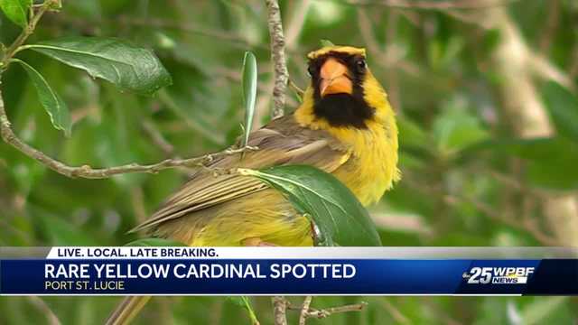A Love Affair - Restaurant cook discovers, films hours of rare Yellow Cardinal - Vimarsana News