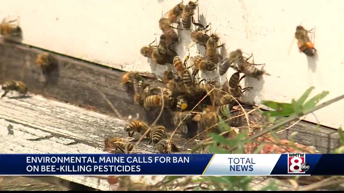 Group Advocates To Save Bees Ban Pesticides