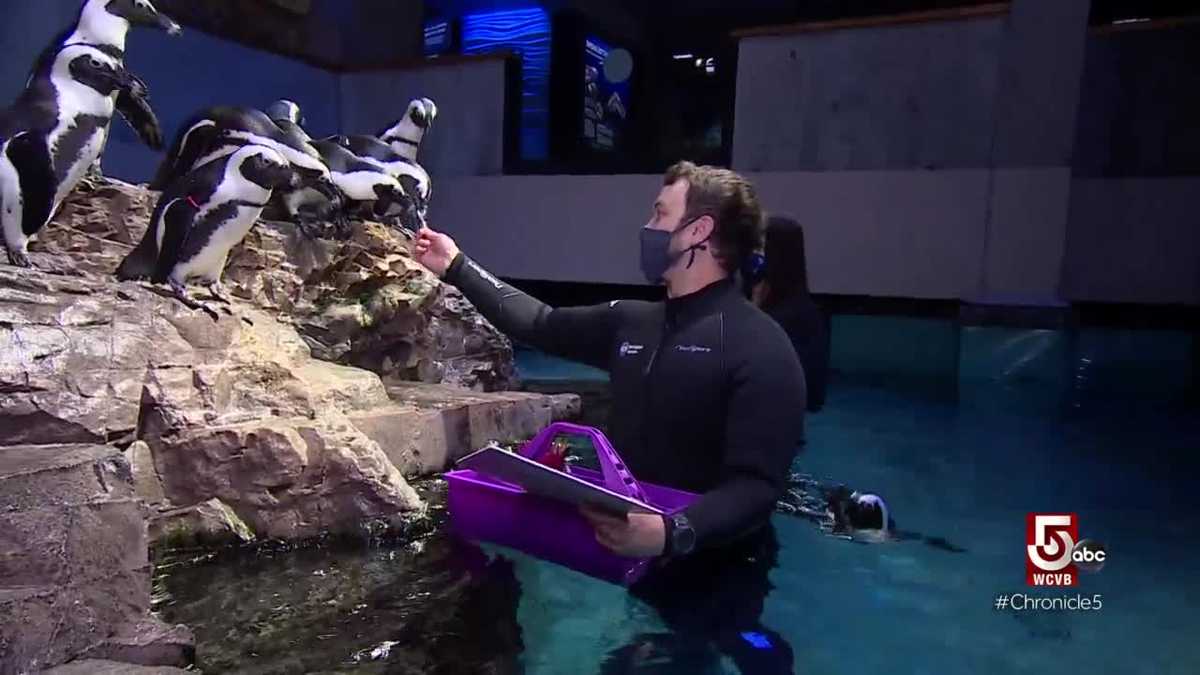 Inside the giant ocean tank at the New England Aquarium