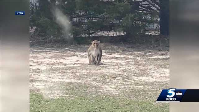 Investigation underway after monkey attack in Carter County - Vimarsana News