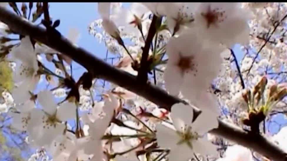 What plants in Sacramento are high in pollen as spring begins?