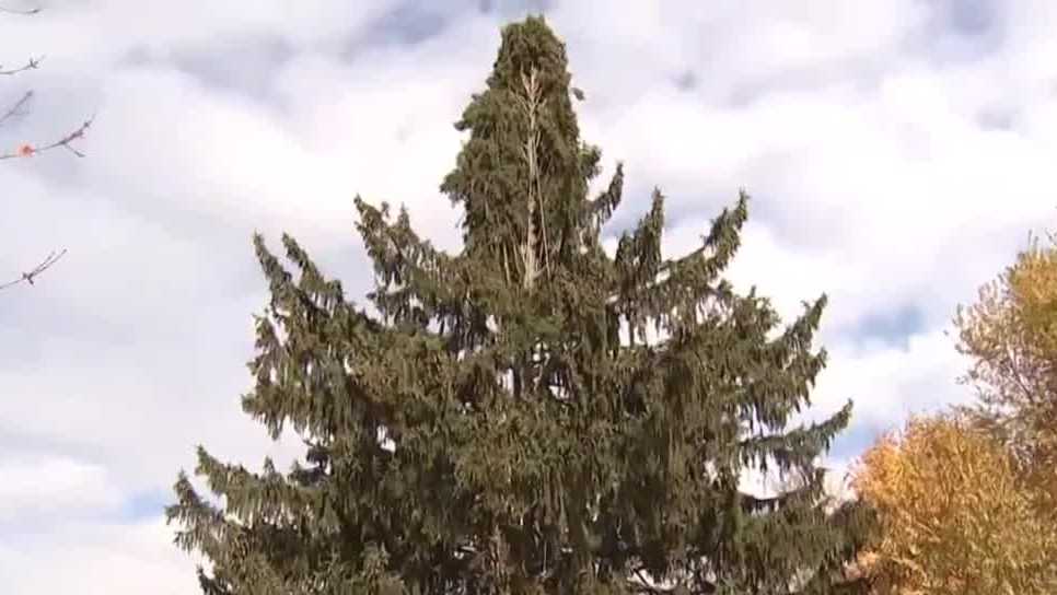 A first look year’s Rockefeller Center Christmas tree