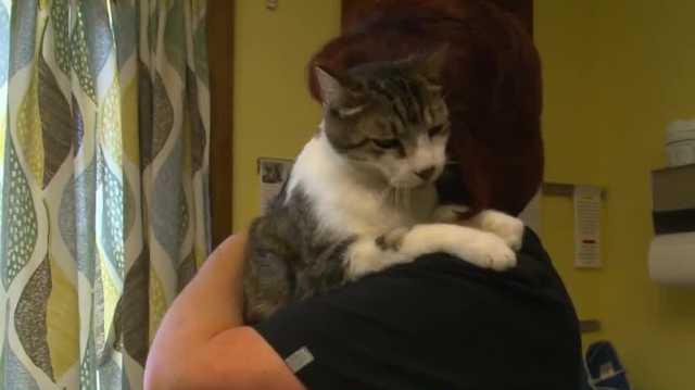 Animal Lifeline of Iowa caring for cat that was shot in the face in Kansas - Vimarsana News