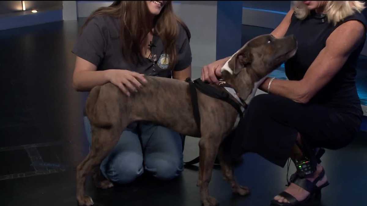 Pet of the Week: Leo
