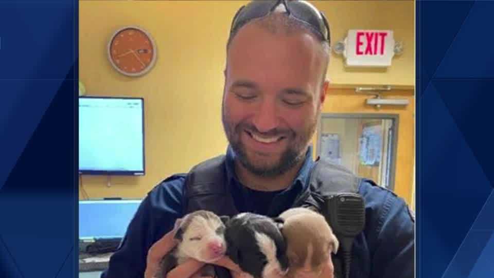 LMPD Officers find and save puppies at crash scene