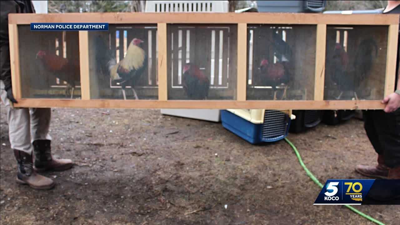 Group takes in dozens of abused animals after bust at Norman