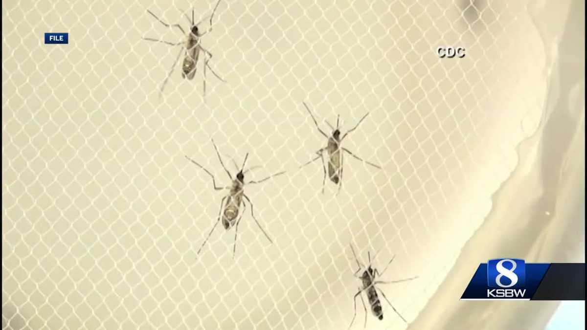 San Benito County continues to fight against West Nile mosquitos