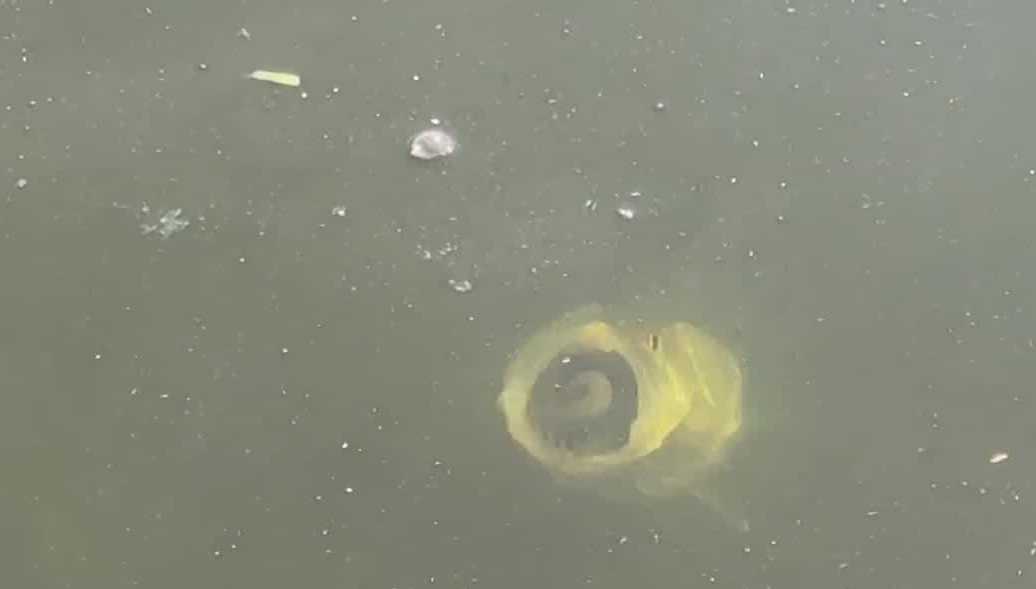 Cape Coral braces for potential fish kill due to cold snap