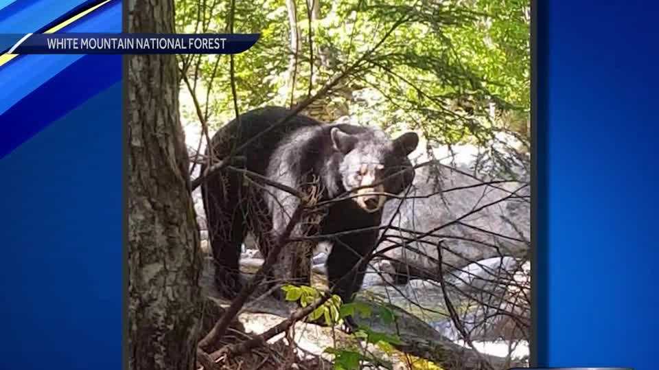 Campers, hikers warned to keep food safe from bears