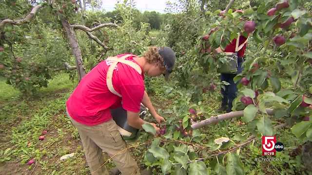 Mass. apple orchard offers unique farm-to-table meals - Vimarsana News