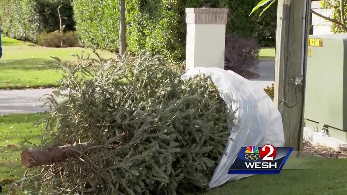 How to properly dispose of your Christmas tree