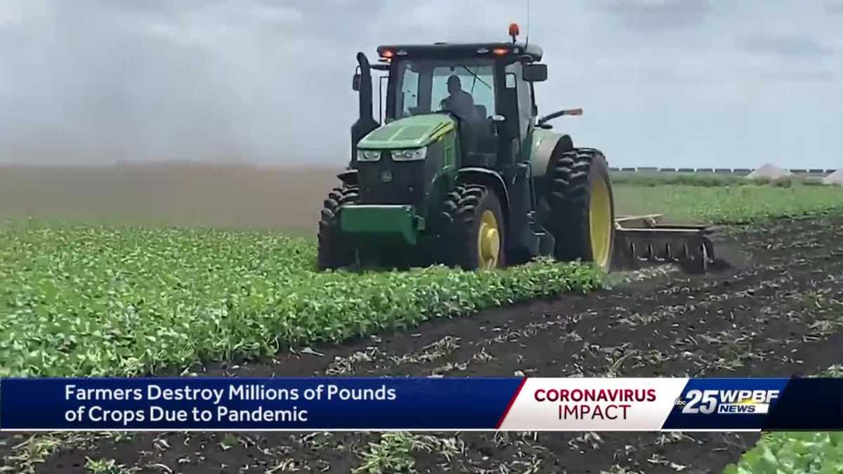 Farmers destroy crops due to pandemic