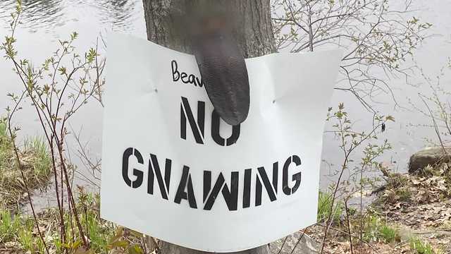 Severed beaver tail found nailed to sign in central Mass. - Vimarsana News