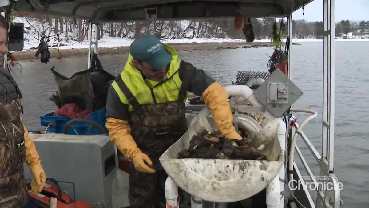 From Great Bay to the table: Winter oysters in New Hampshire