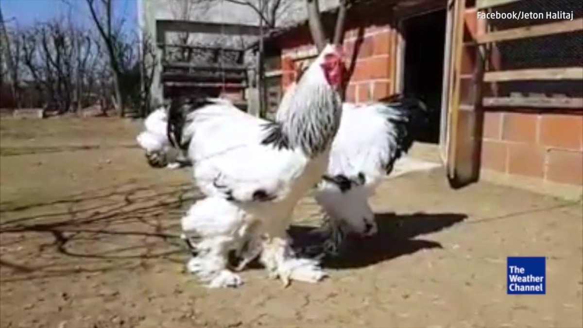 What you need to know about that giant chicken you saw online this