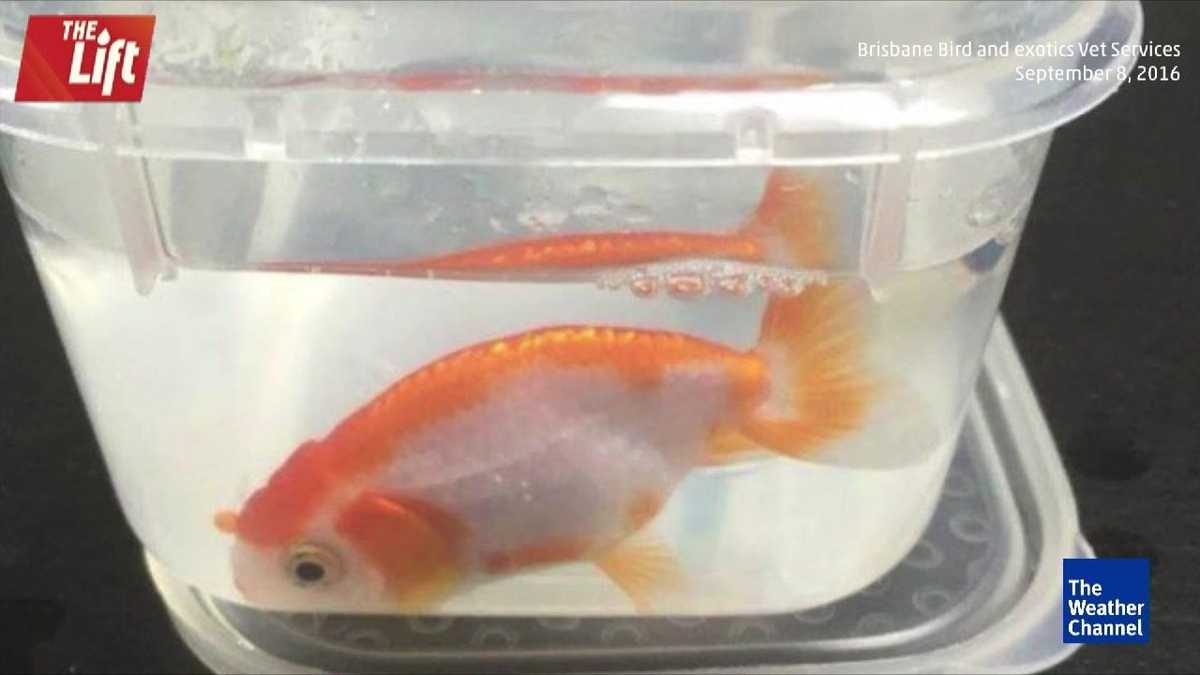 Goldfish gets $500 emergency surgery