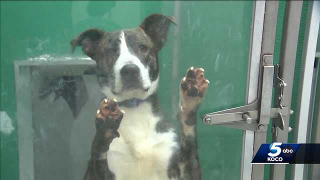 OKC Animal Welfare approaches one month since closing - Vimarsana News