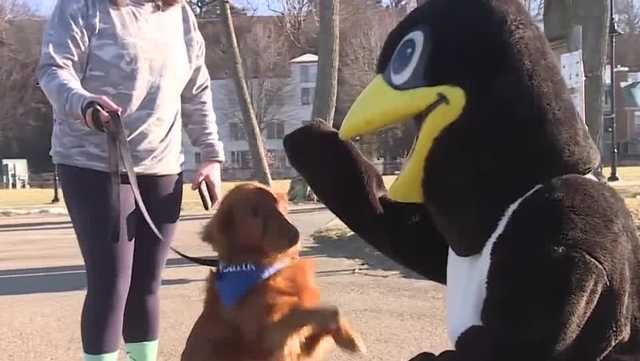 Special Olympics Vermont to host 29th annual Penguin Plunge - Vimarsana News
