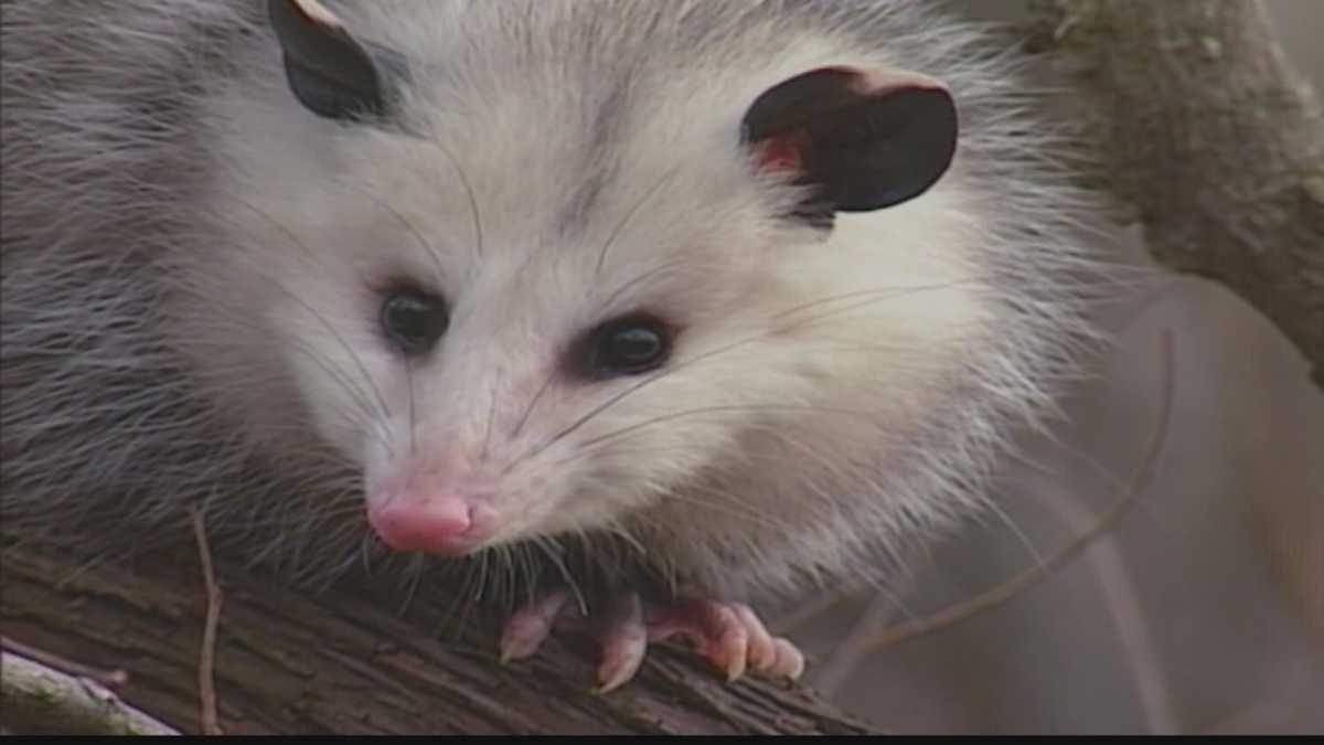 wild republic possum