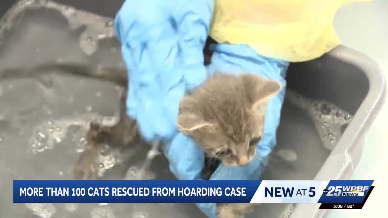 More than 100 cats rescued from hoarding situation in Port St. Lucie