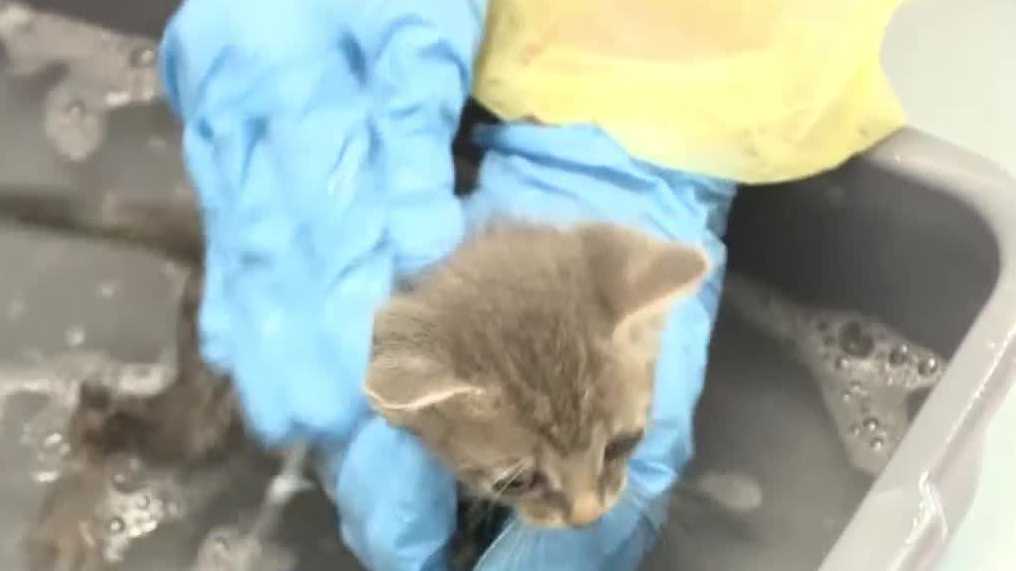 More than 100 cats rescued from hoarding situation in Port St. Lucie