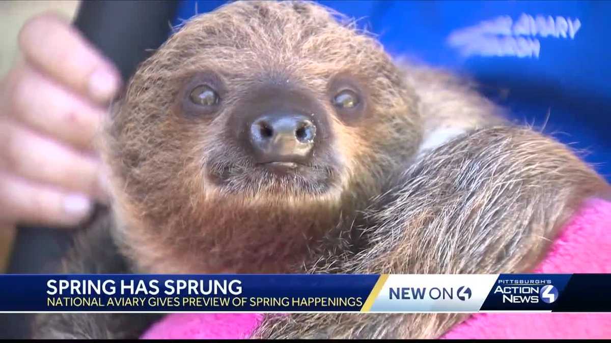 Baby sloth, Black Kites and butterflies! National Aviary shows off ...
