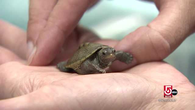 Declining turtle populations rely on conservation efforts to survive - Vimarsana News