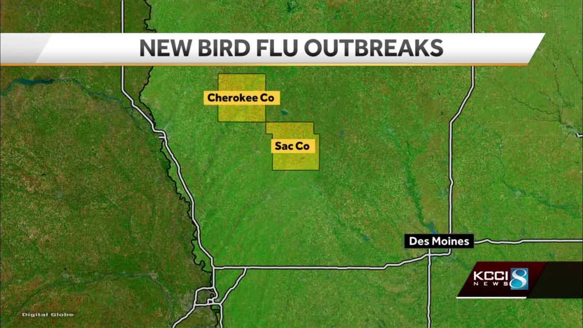 140,000 Iowa birds to be destroyed - KCCI