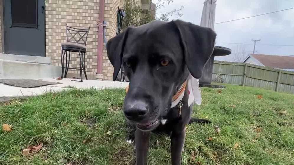 Military veteran gets service dog back on Christmas - Vimarsana News