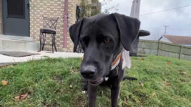 Military veteran gets service dog back on Christmas - Vimarsana News