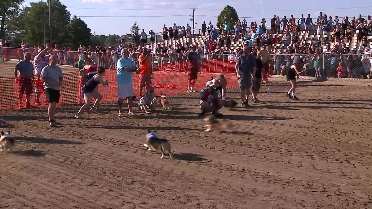 Omaha Corgi Crew hosting third-annual corgi racing event