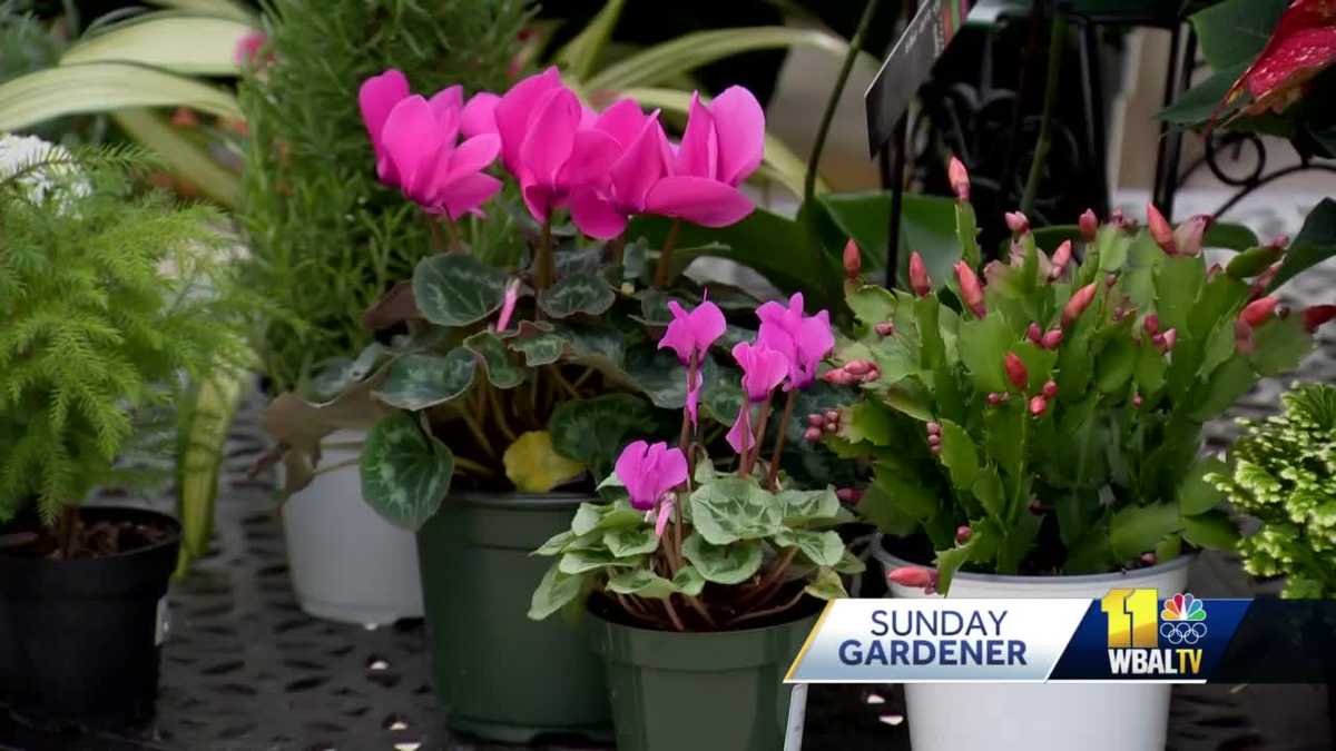 Sunday Gardener Caring for your indoor plants during the winter