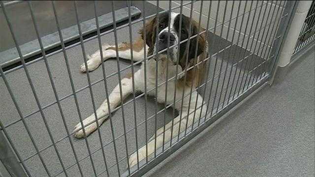 used dog kennels on craigslist