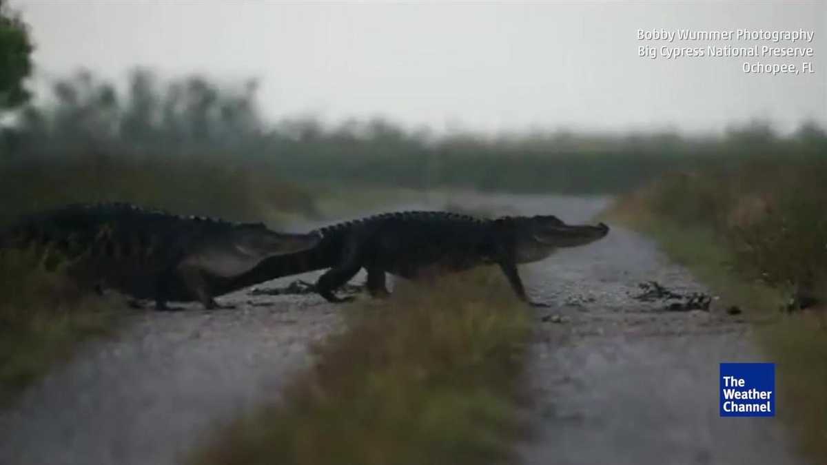 Alligators cross the road at nature reserve
