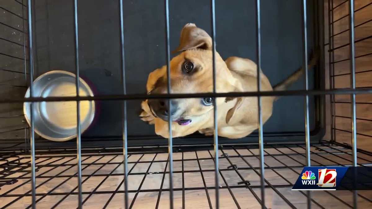 Cloning canines: North Carolina man raises twin puppies with genetic "mother" dog