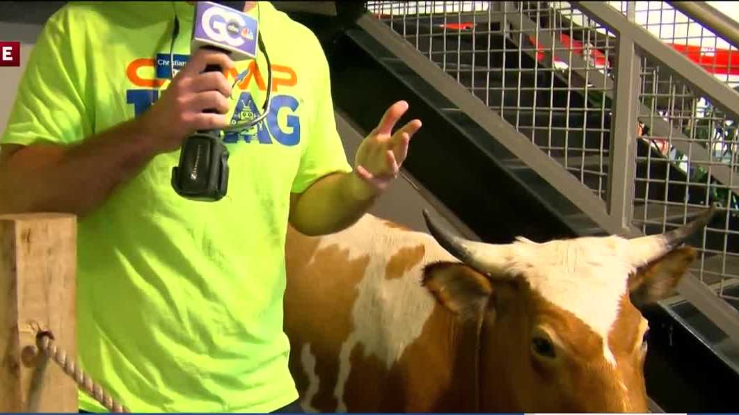 National Cow Appreciation Day with IMAG